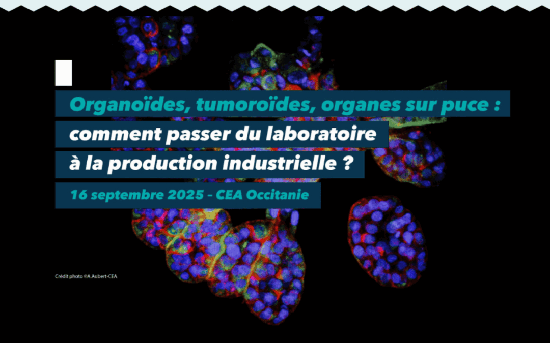 Organoïdes, tumoroïdes, organes sur puce : comment passer du laboratoire à la production industrielle ?